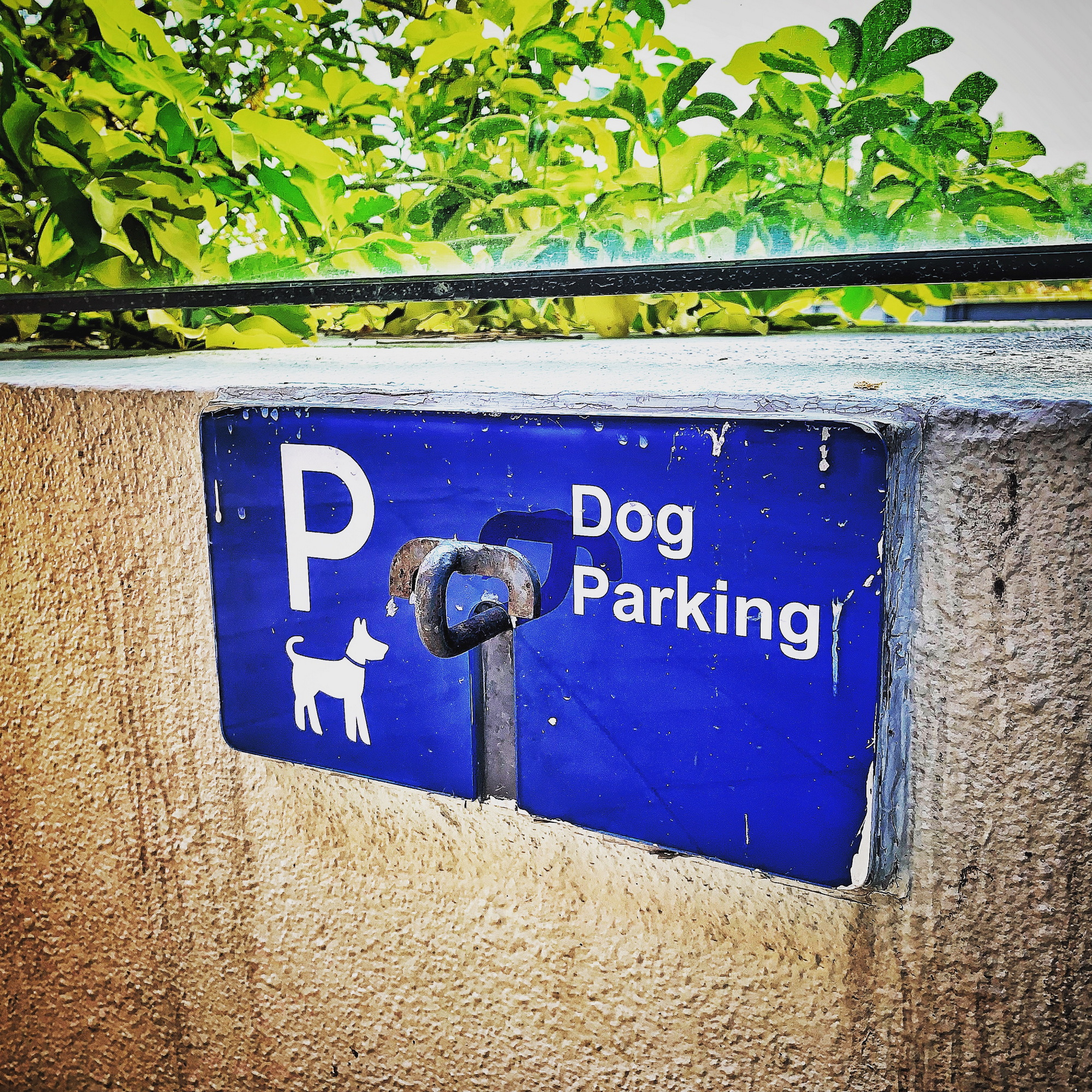 Dog parking lot